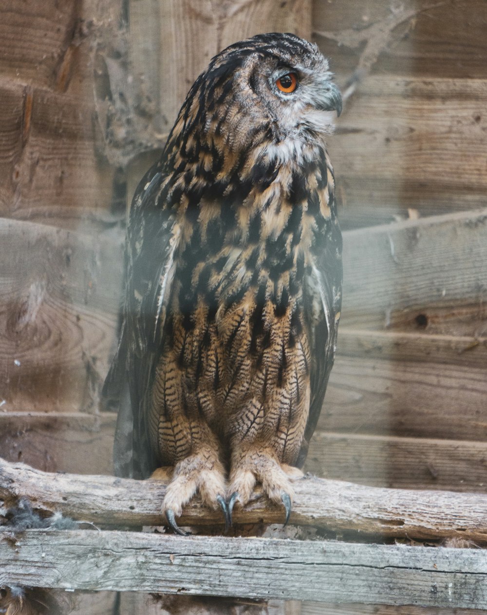 an owl is sitting on a branch in a zoo