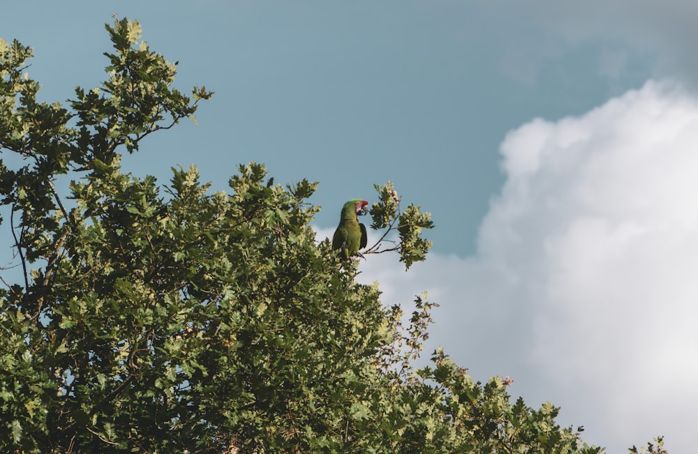 a couple of birds sitting on top of a tree