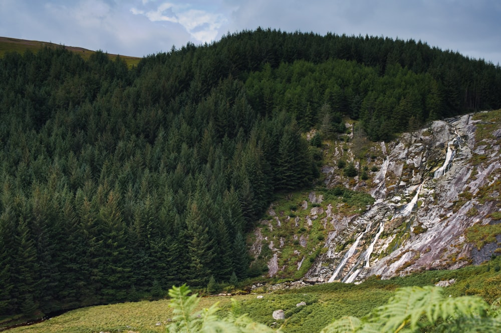 a lush green hillside with a waterfall surrounded by trees