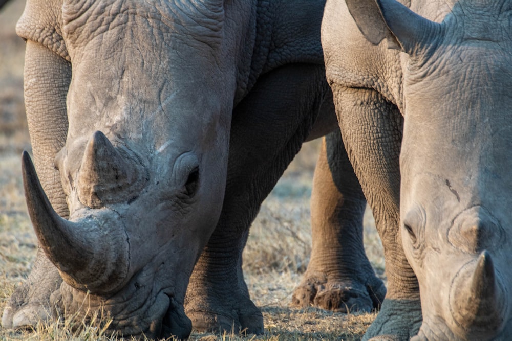 a couple of rhinos that are standing in the grass