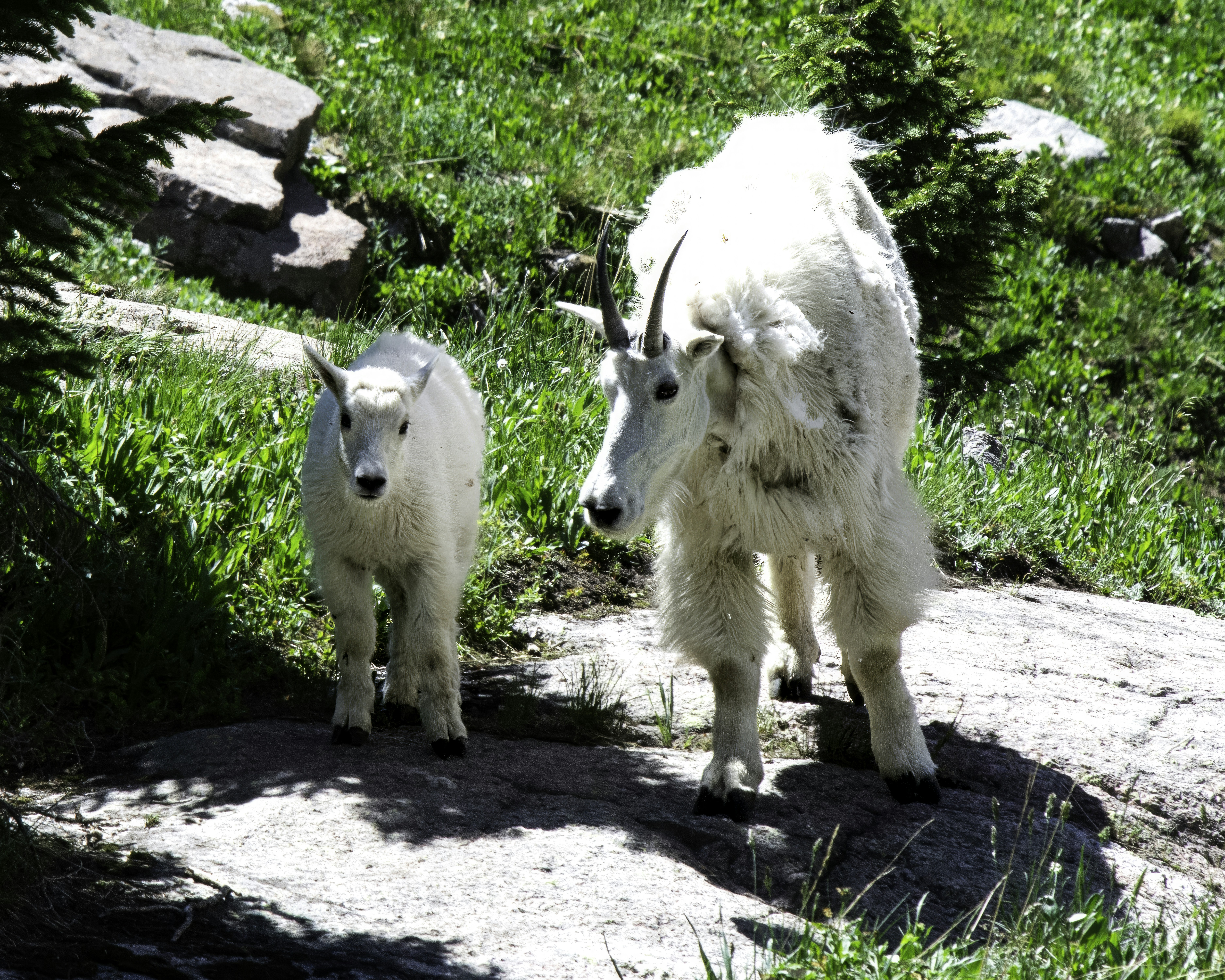 Foto Una cabra montés y su cría caminan por un sendero – Imagen Cabra ...