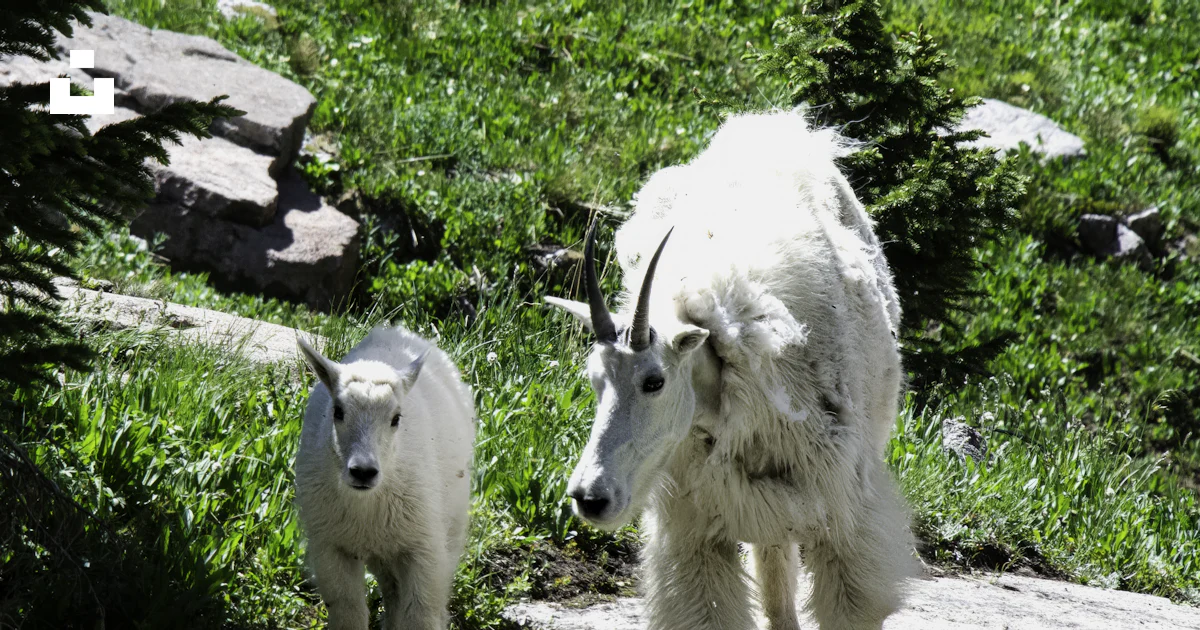 Foto Una cabra montés y su cría caminan por un sendero – Imagen Cabra ...