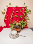 A vibrant green potted plant with long, trailing vines is set against a red fabric backdrop. In front of the plant, there is a cup and saucer placed on a white surface with a small spoon beside it. The scene is calm and minimalistic, emphasizing the natural and homey atmosphere.