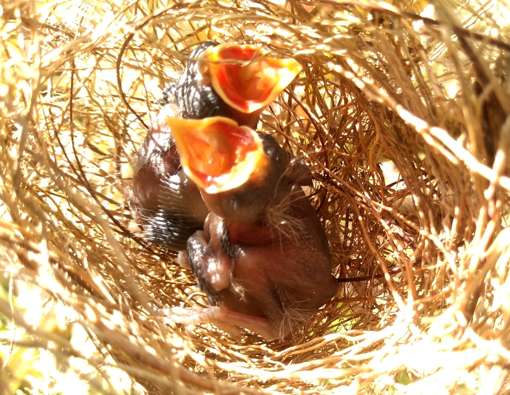 um par de pássaros estão sentados em um ninho
