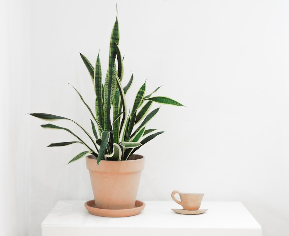 a potted plant sitting on top of a white table