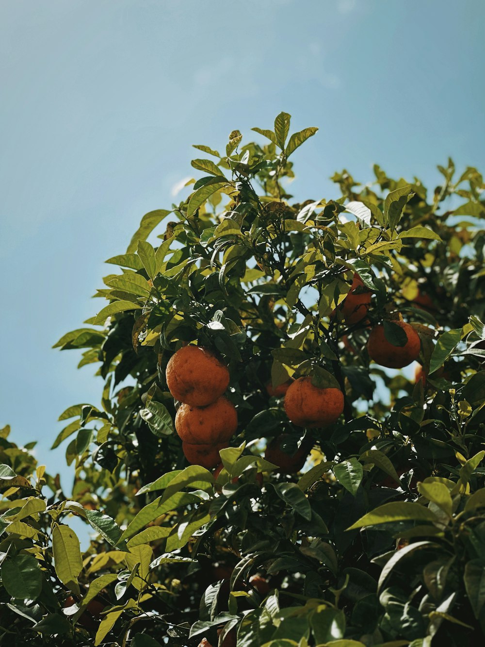 Un árbol lleno de muchas naranjas bajo un cielo azul
