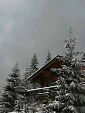 Cozy mountain chalet nestled among snowy pines under a clear blue winter sky.