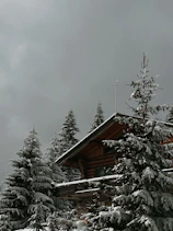 Front view of a cozy wooden cabin surrounded by tall pine trees under a clear sky.