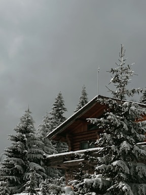 Cozy forest bungalow surrounded by tall pine trees under a clear blue sky.