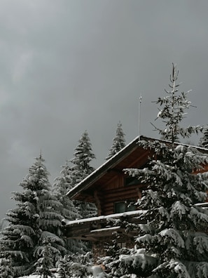 Cozy cabin nestled among tall pine trees under a calm sunset sky.