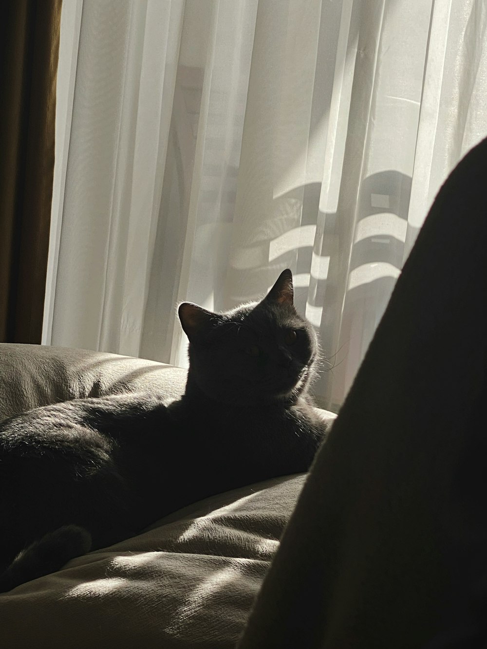 eine Katze, die auf einer Couch neben einem Fenster liegt