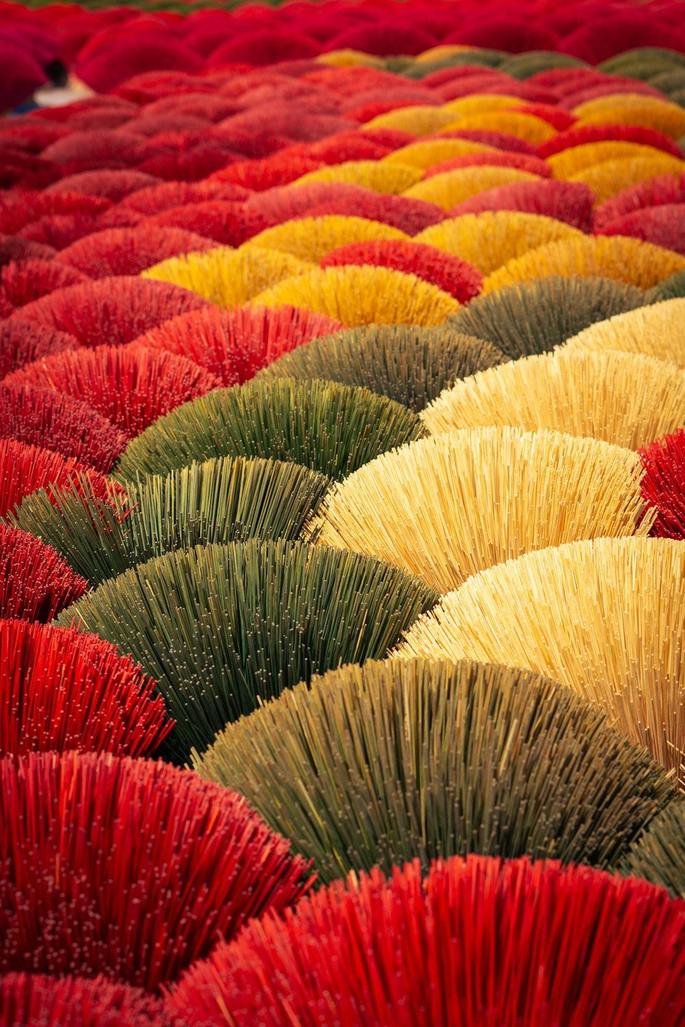 a field full of different colored brush like plants