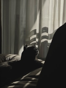 A silhouette of a cat lying on a couch, gazing towards light filtering through sheer curtains. Soft shadows and gentle folds emphasize a calming atmosphere.