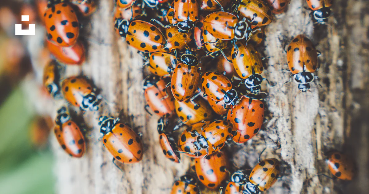 Tree Ladybug A group of ladybugs sitting on top of a tree photo – Free California ...