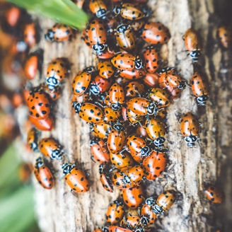 a group of ladybugs sitting on top of a tree