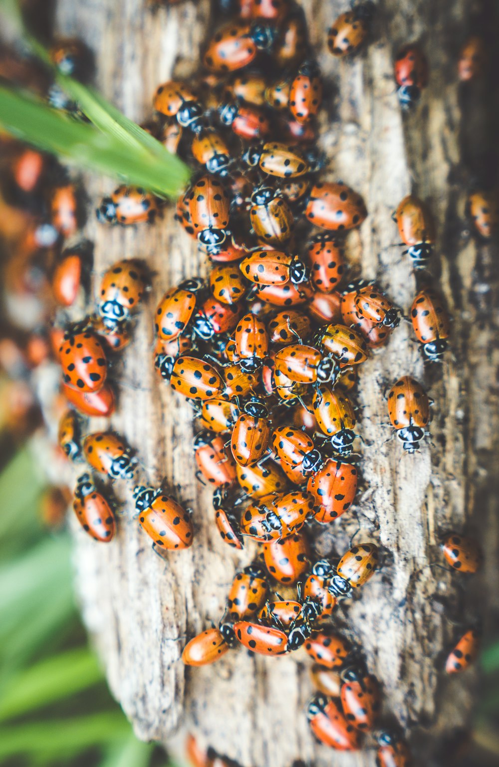 a group of ladybugs sitting on top of a tree