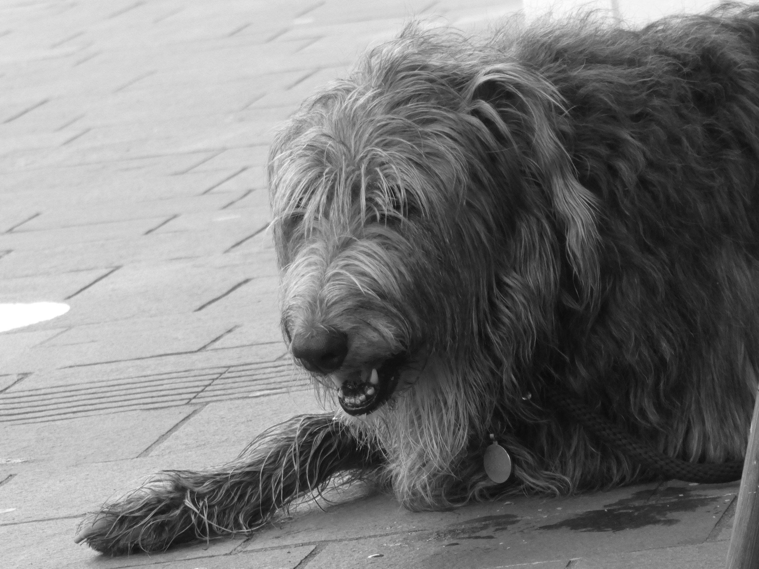 Comment réagir en cas de coup de chaleur chez votre chien ou chat