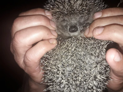 Volunteers carefully feeding hedgehogs in a safe outdoor enclosure.