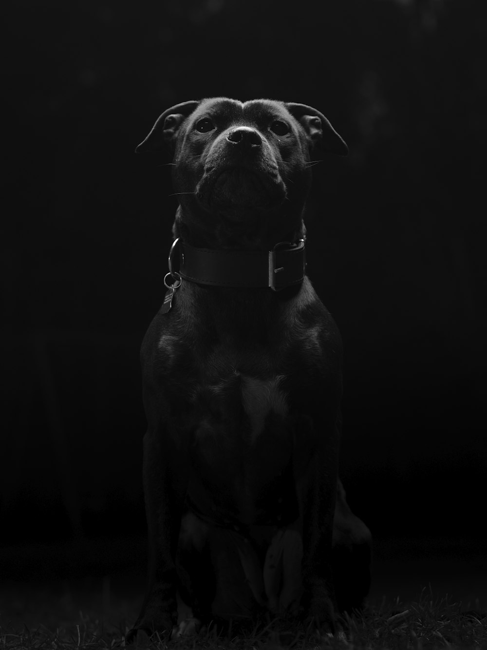 a black and white photo of a dog