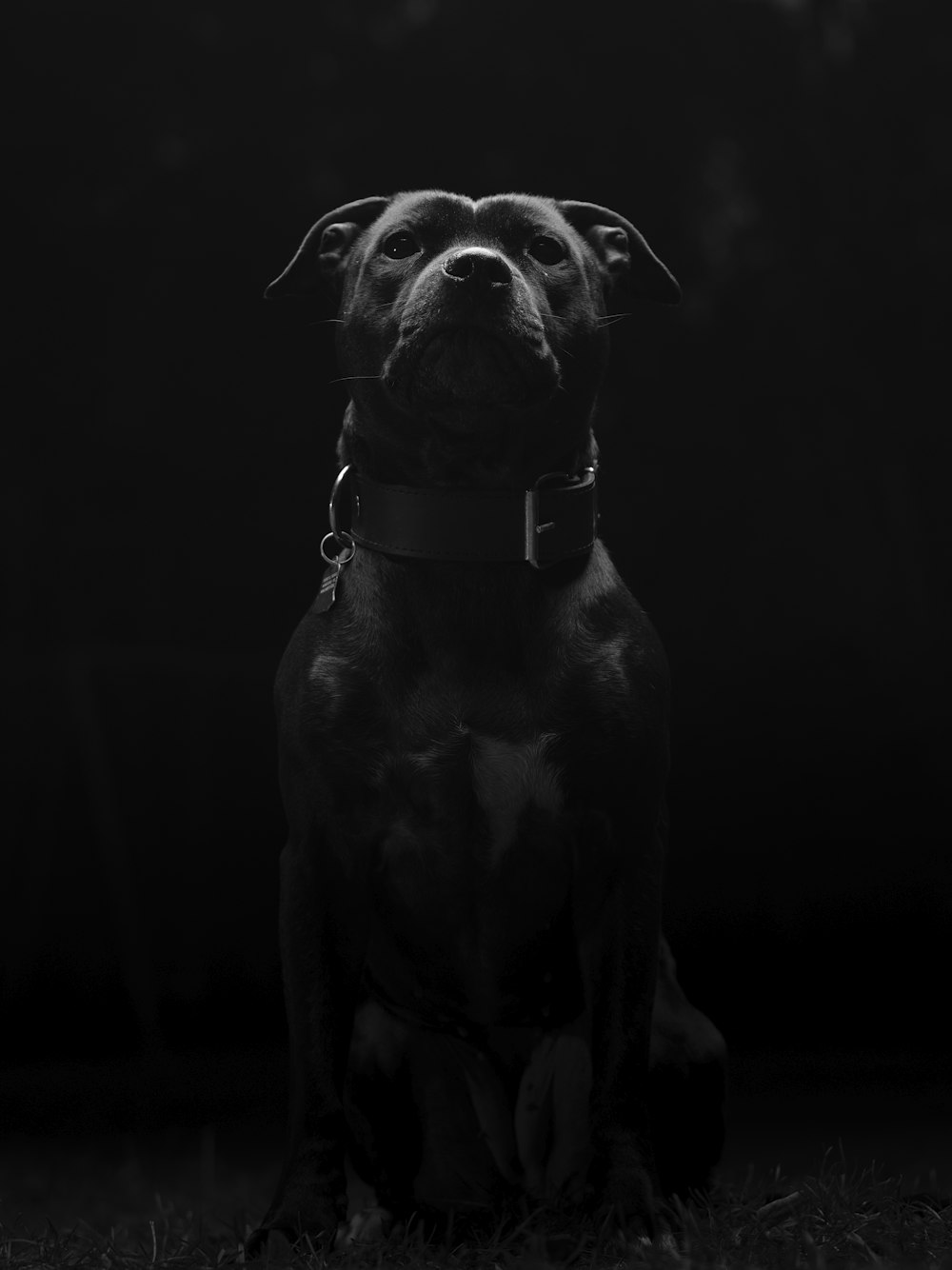uma foto em preto e branco de um cachorro