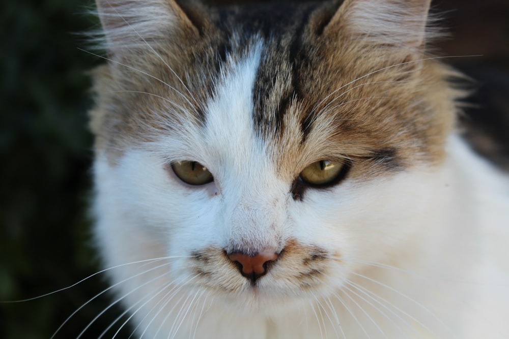 a close up of a cat with green eyes