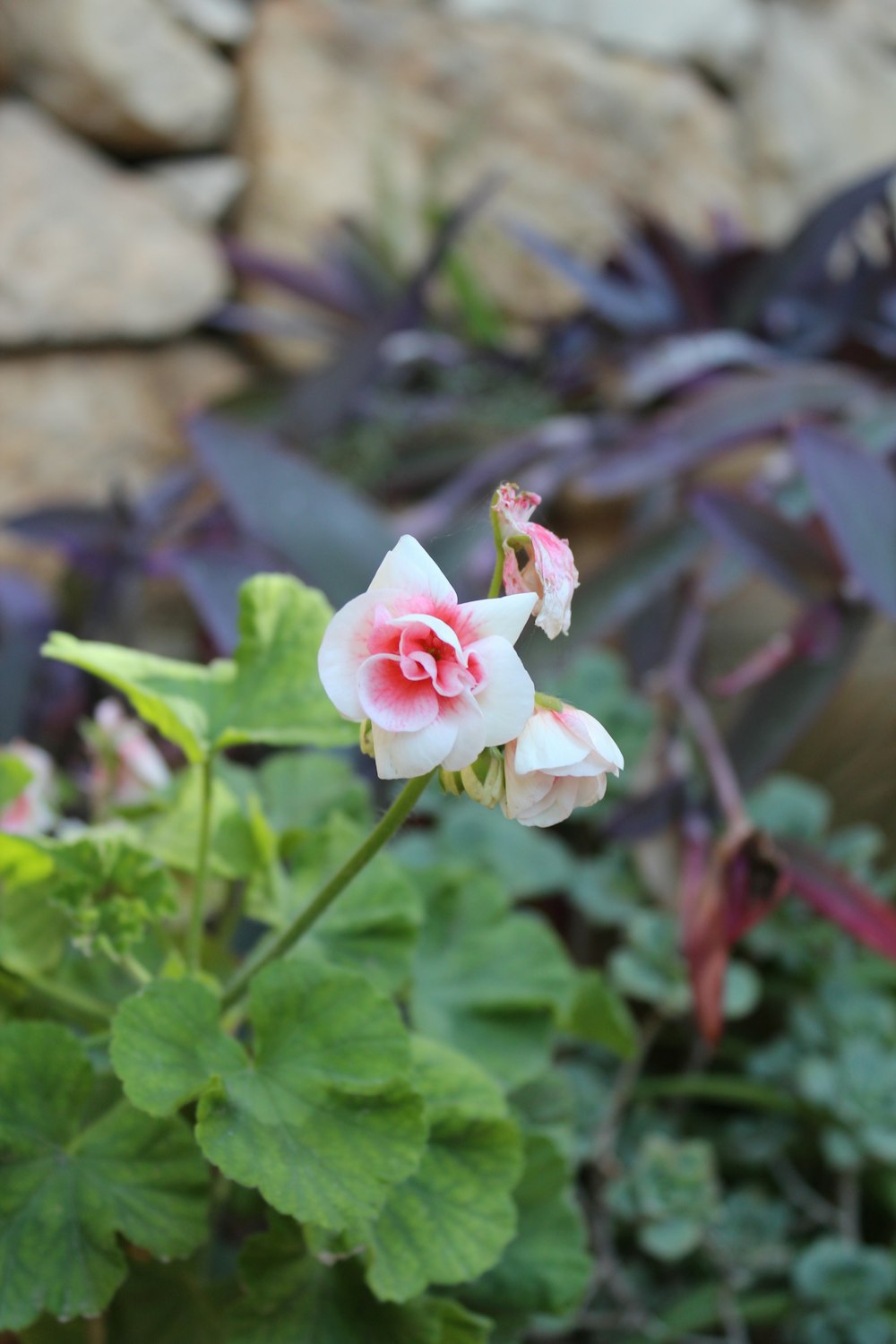 a pink and white flower in a garden