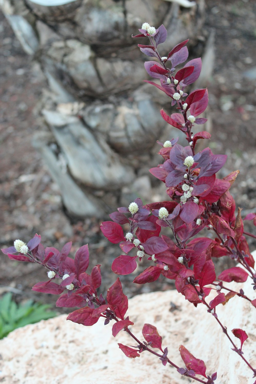 a close up of a plant on a rock