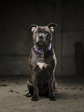 A brindle-coated dog with a white patch on its chest sits attentively on a concrete floor. It wears a purple collar and is set against a dimly lit, neutral-colored background with scattered leaves. The expression is alert and attentive.