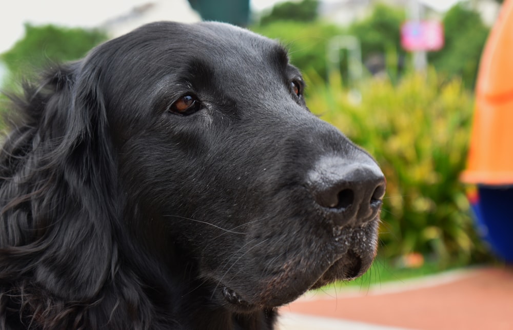 a close up of a black dog with a ball in the background