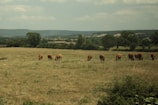 A picturesque scene of cows grazing in a sunny pasture.