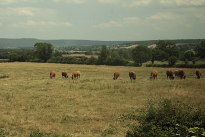 A group of cows leisurely roaming a wide open field surrounded by rolling hills.