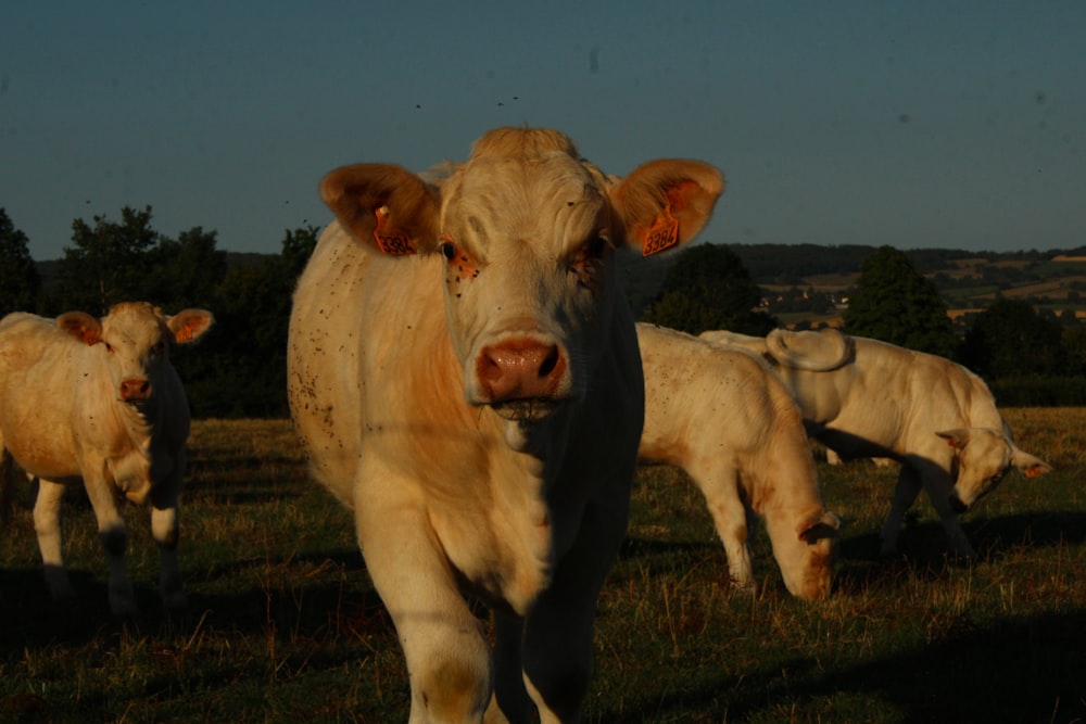 Un grupo de vacas de pie en la parte superior de un campo cubierto de hierba