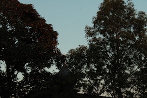 Rooftop trees silhouetted under a twilight sky, framed by dripping paint effects.