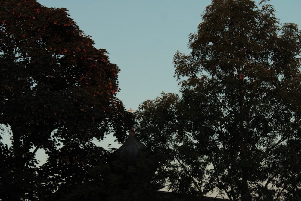 a view of a clock tower through the trees