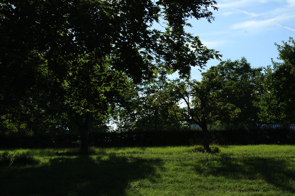 a grassy field with trees and a fence in the background