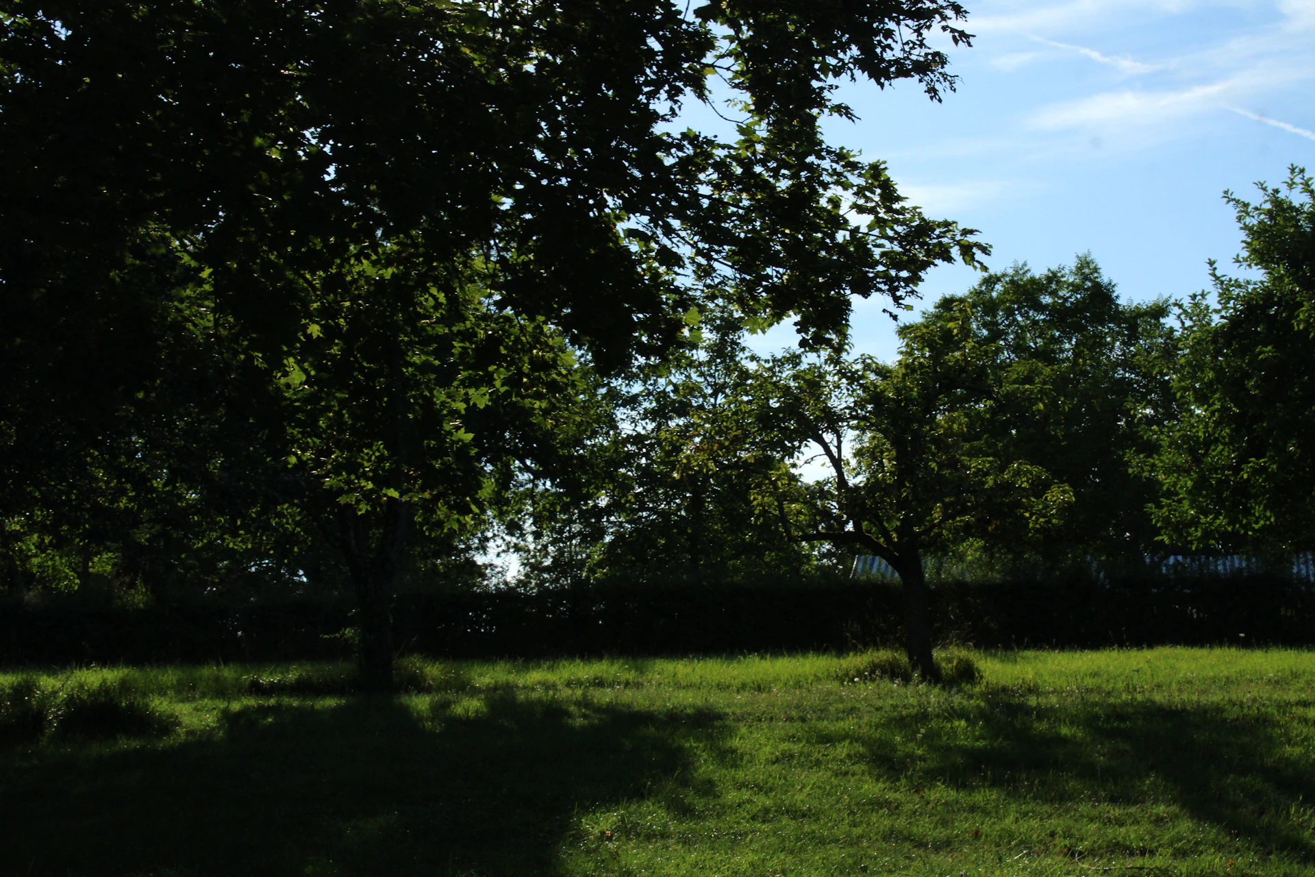 a grassy field with trees and a fence in the background