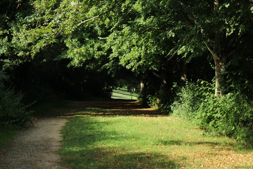 a dirt path surrounded by trees and grass