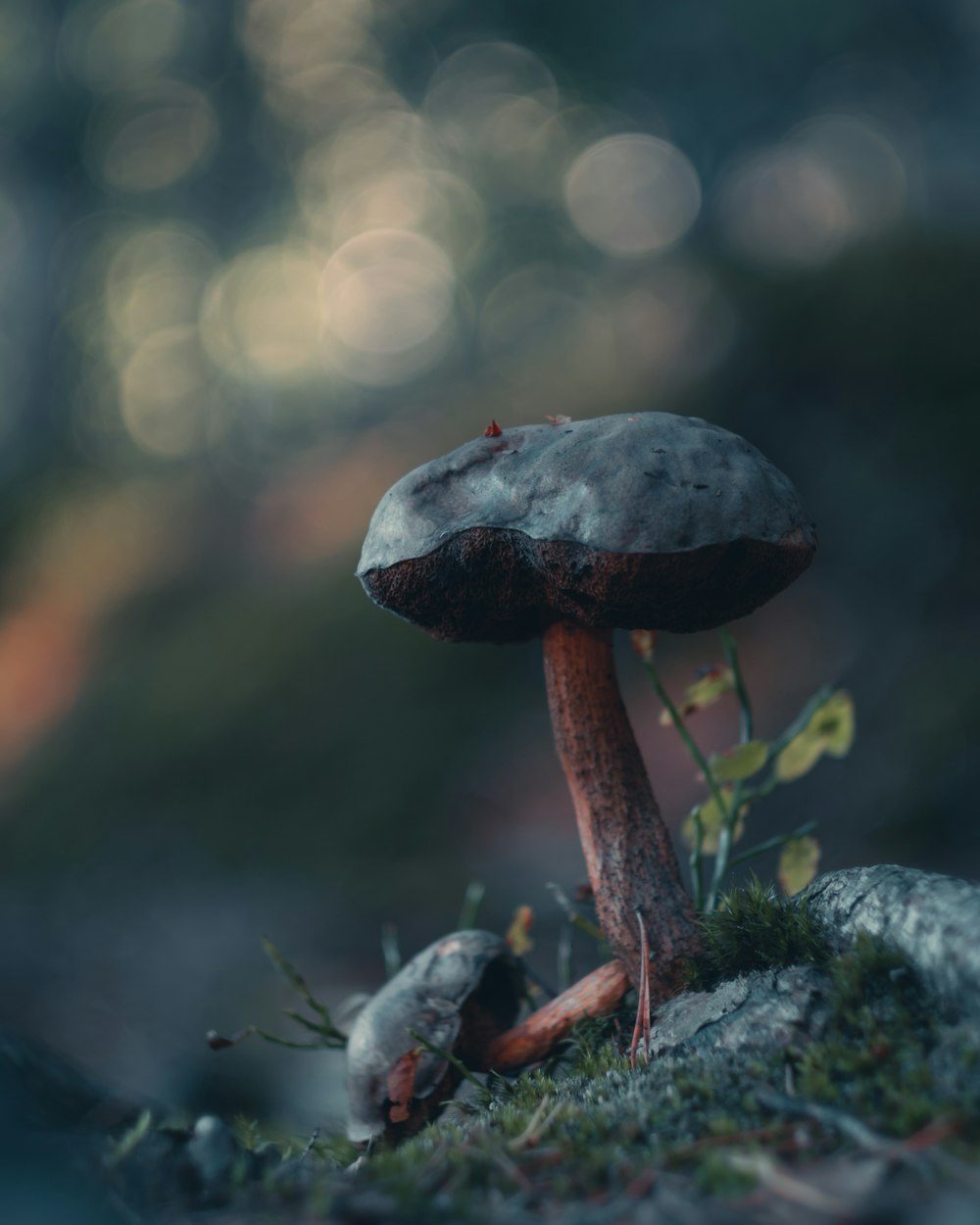 a close up of a mushroom on a rock
