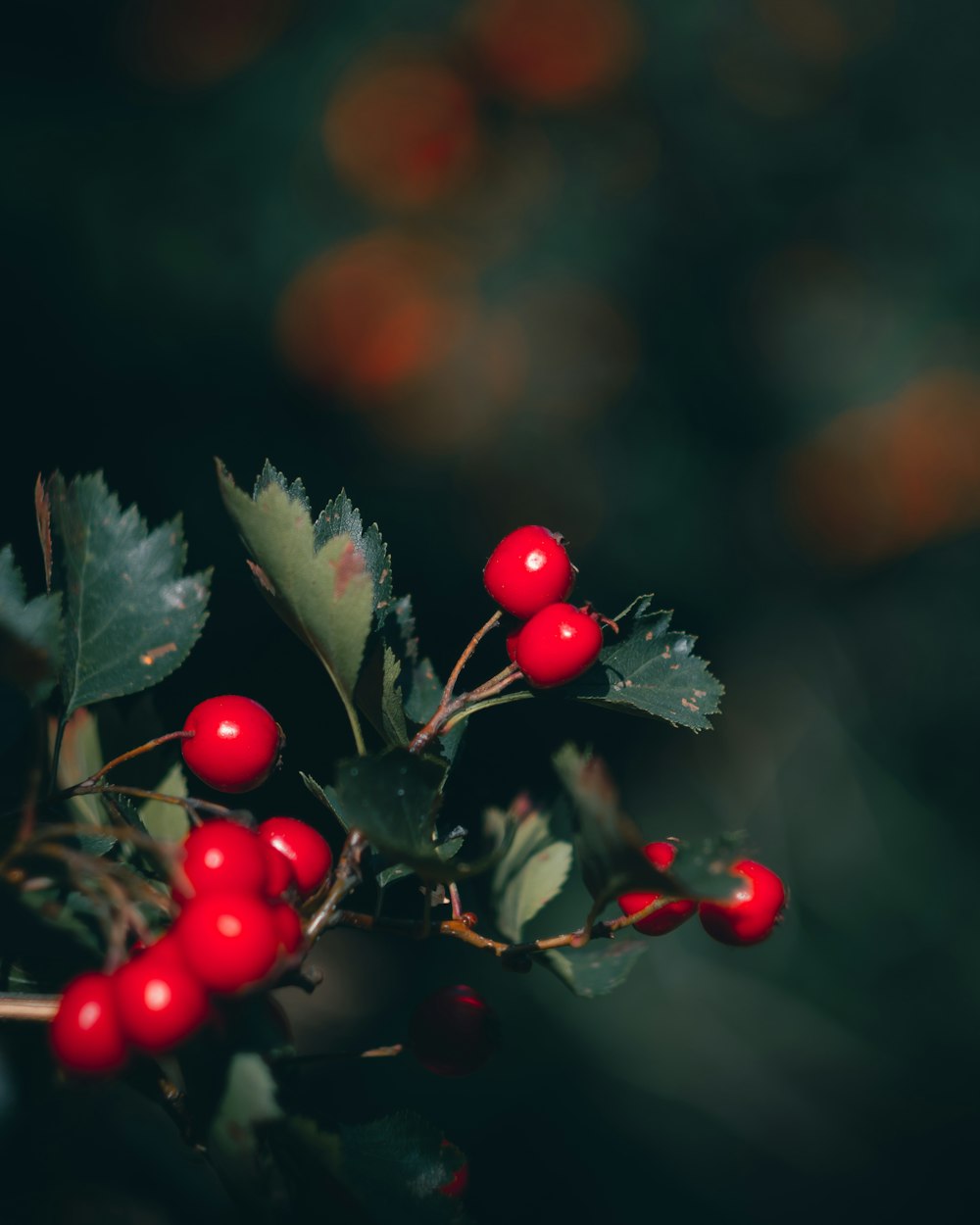 a branch with red berries and green leaves