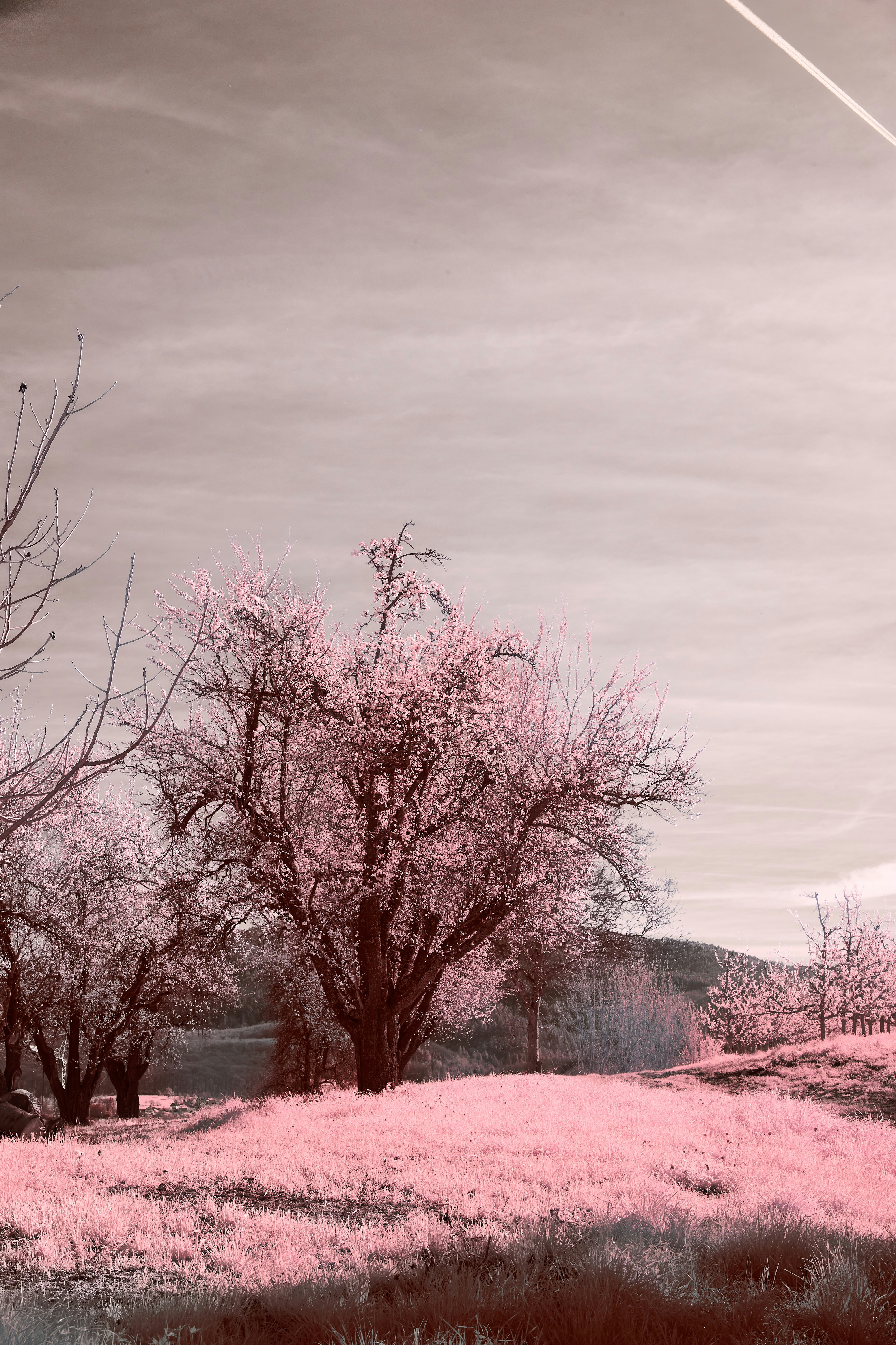 Photo by wolfgang_hasselmann