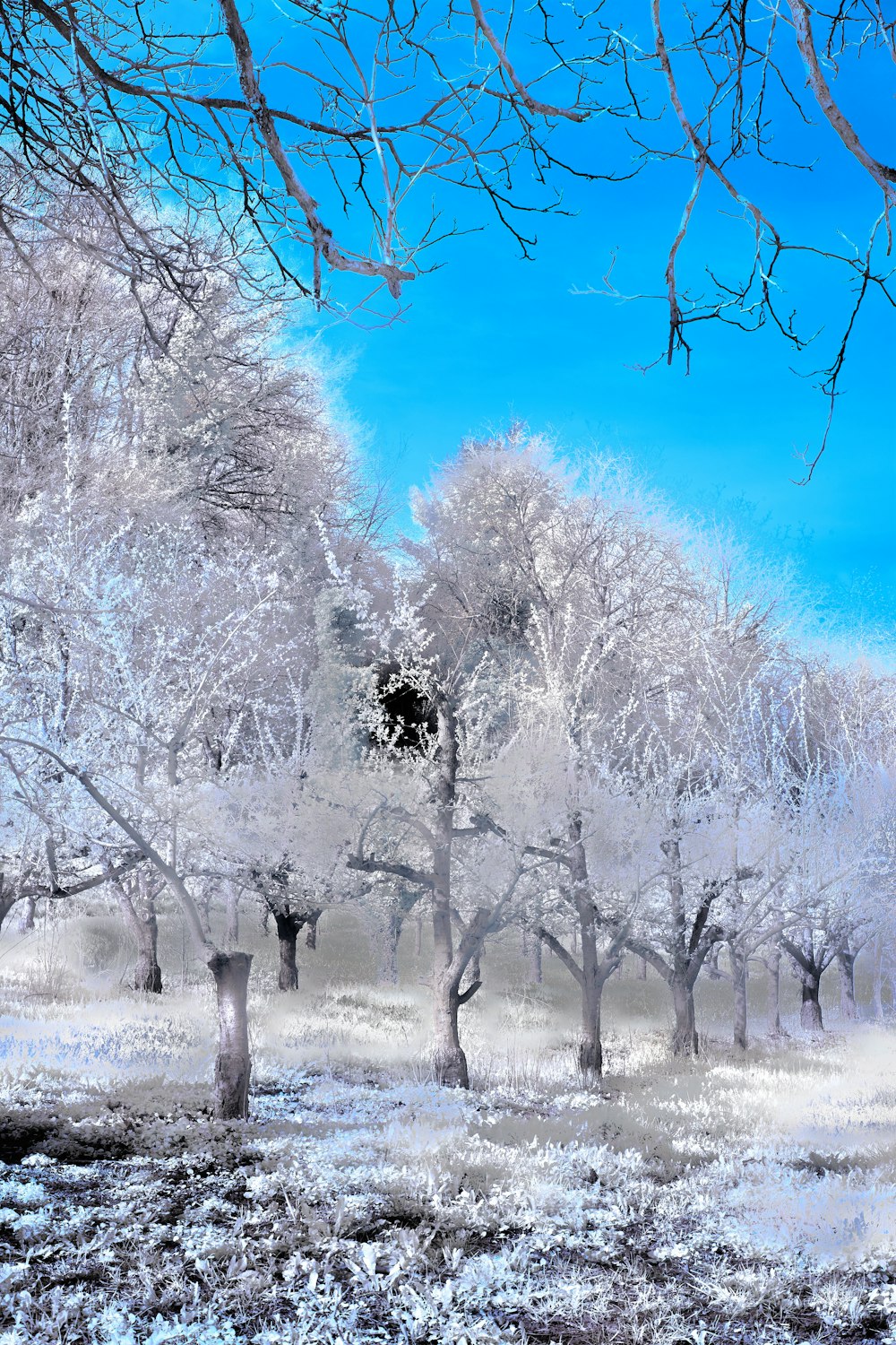 a painting of snow covered trees in a field