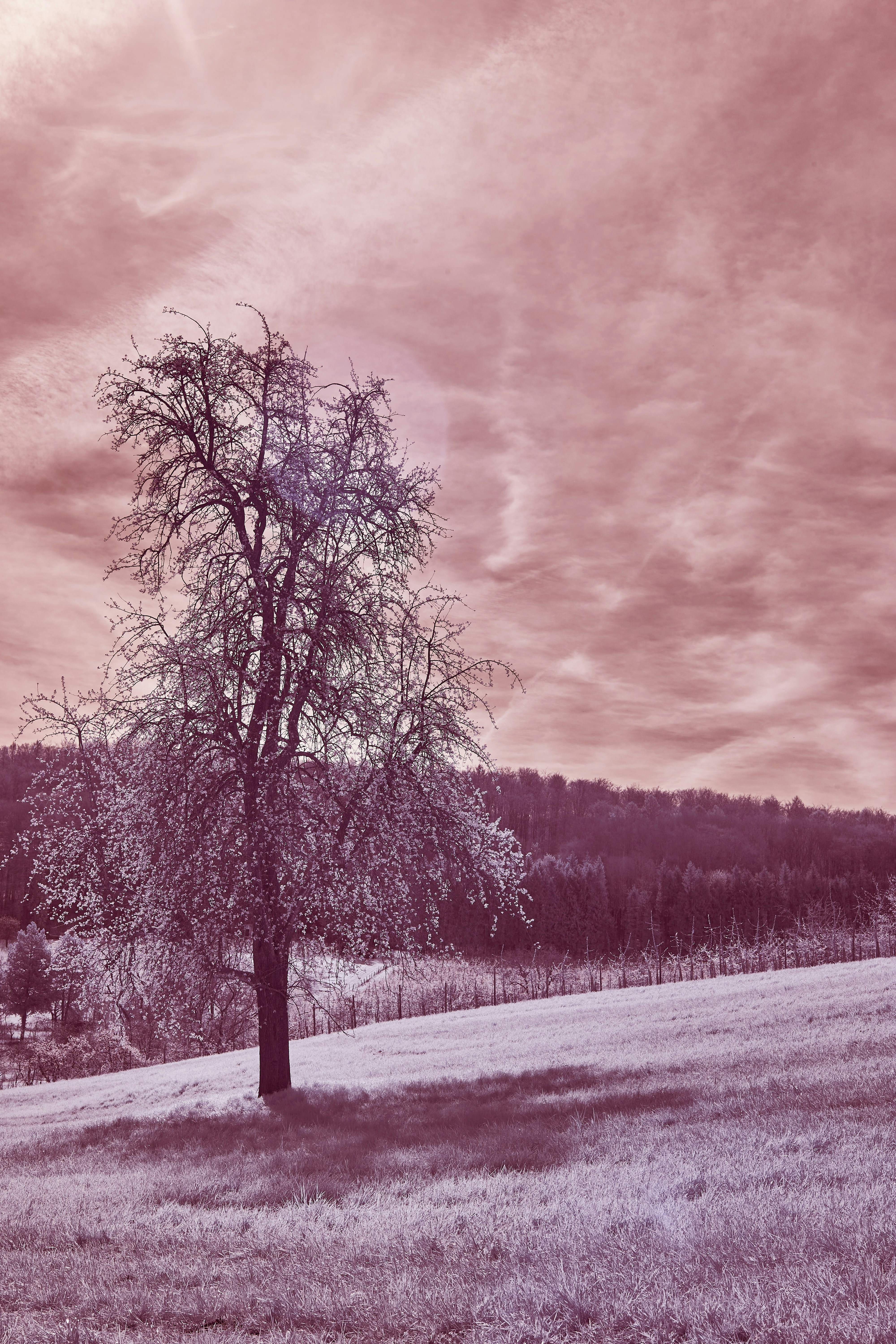 Photo by wolfgang_hasselmann