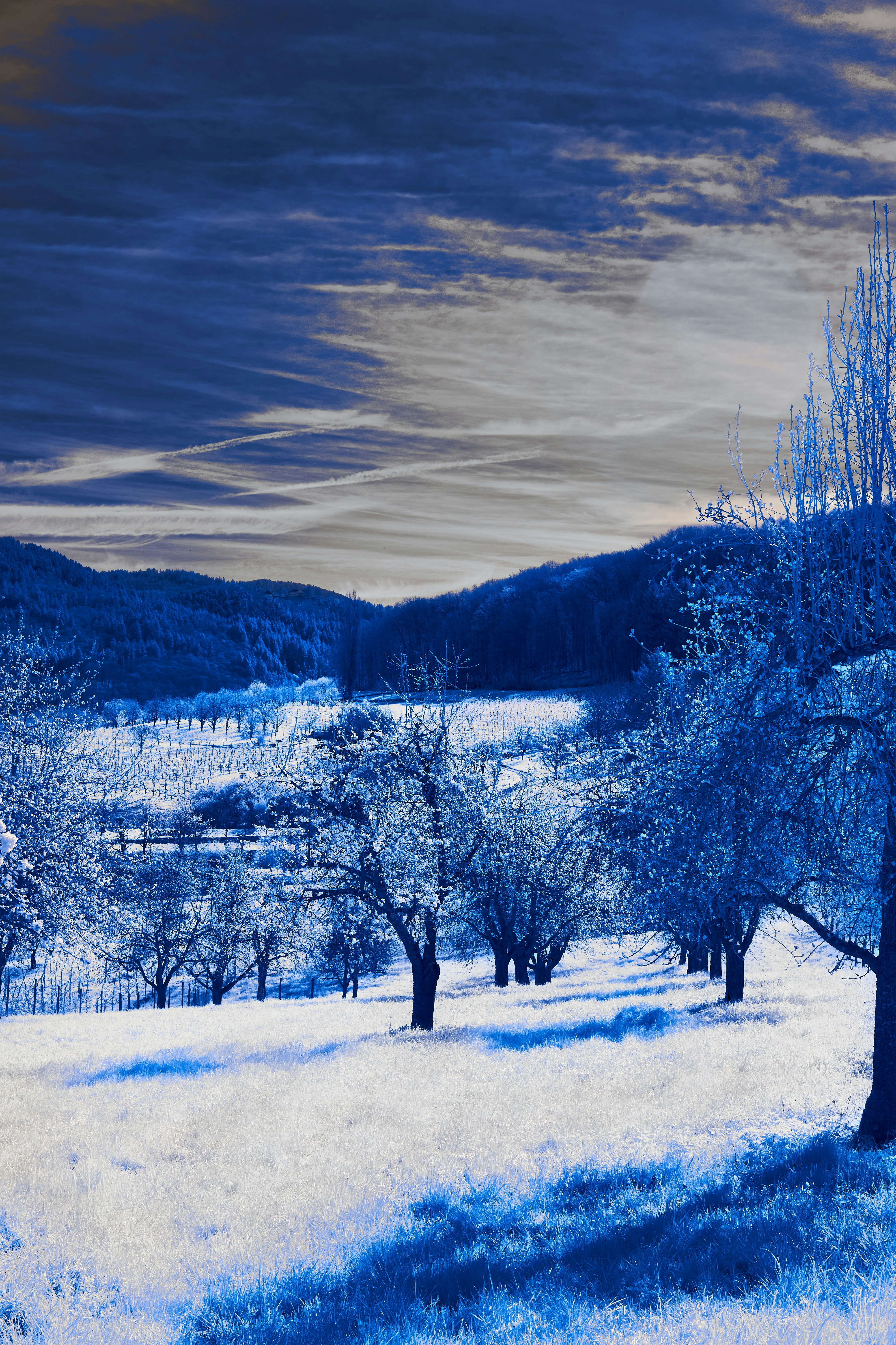 Photo by wolfgang_hasselmann