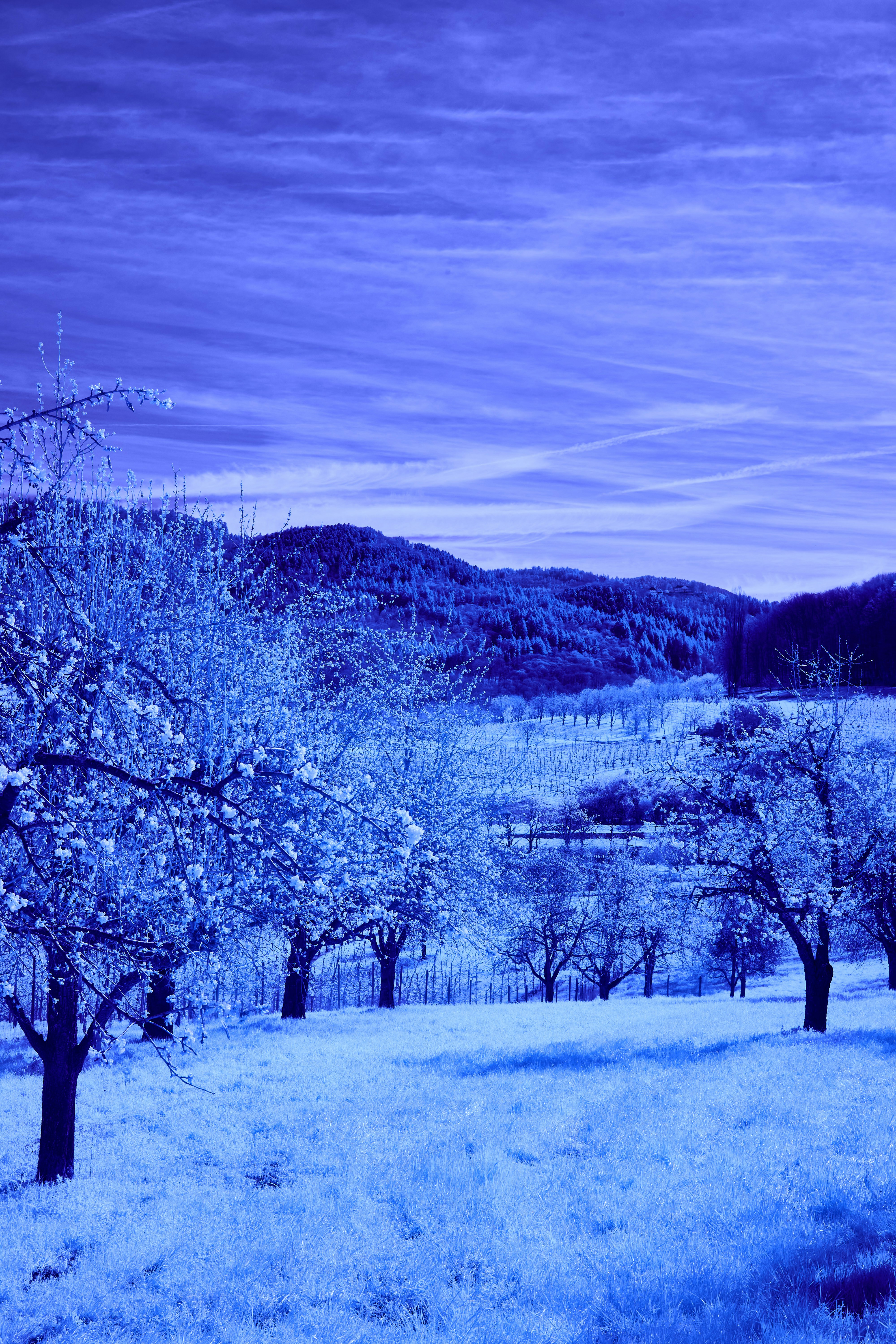 Photo by wolfgang_hasselmann