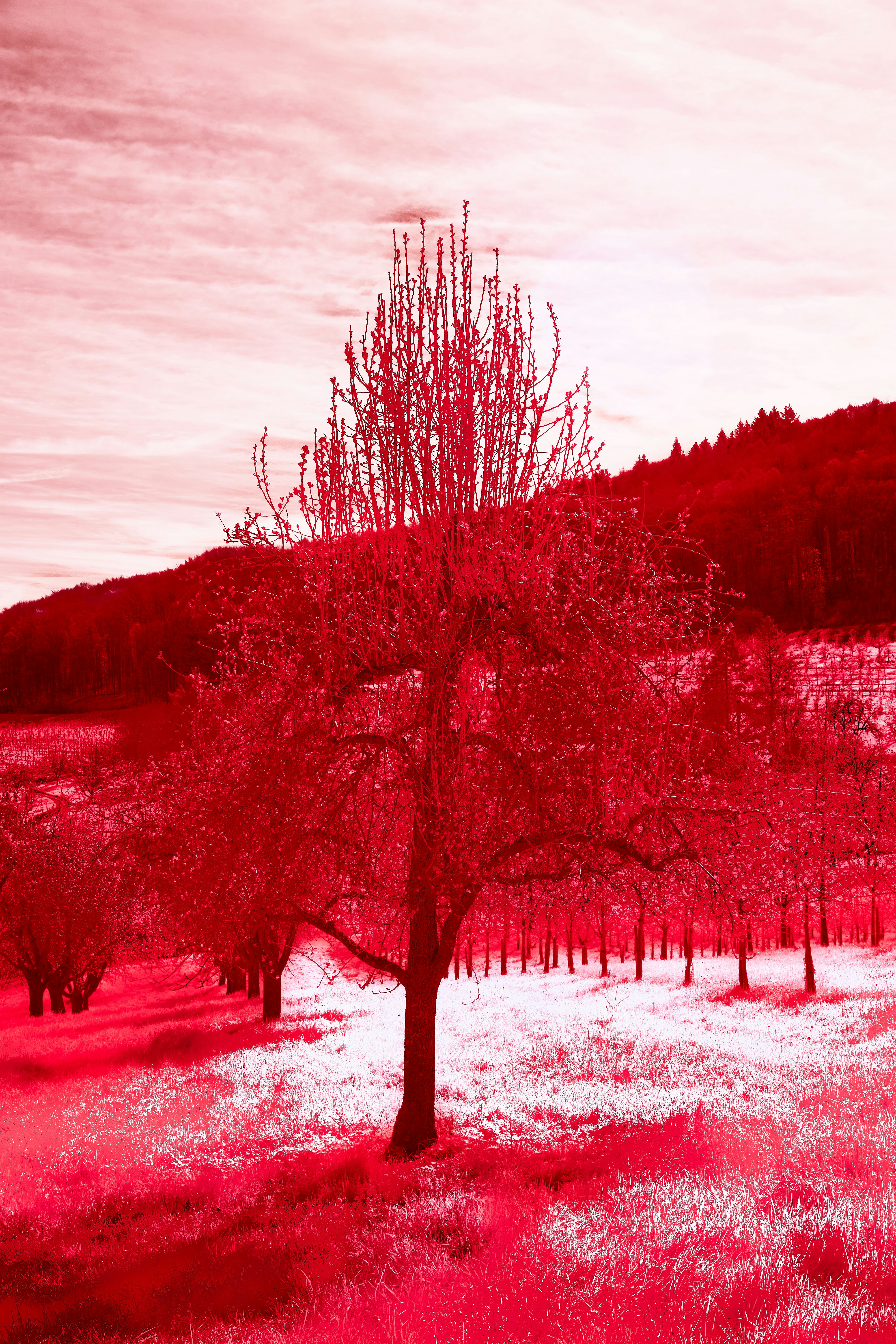 Photo by wolfgang_hasselmann