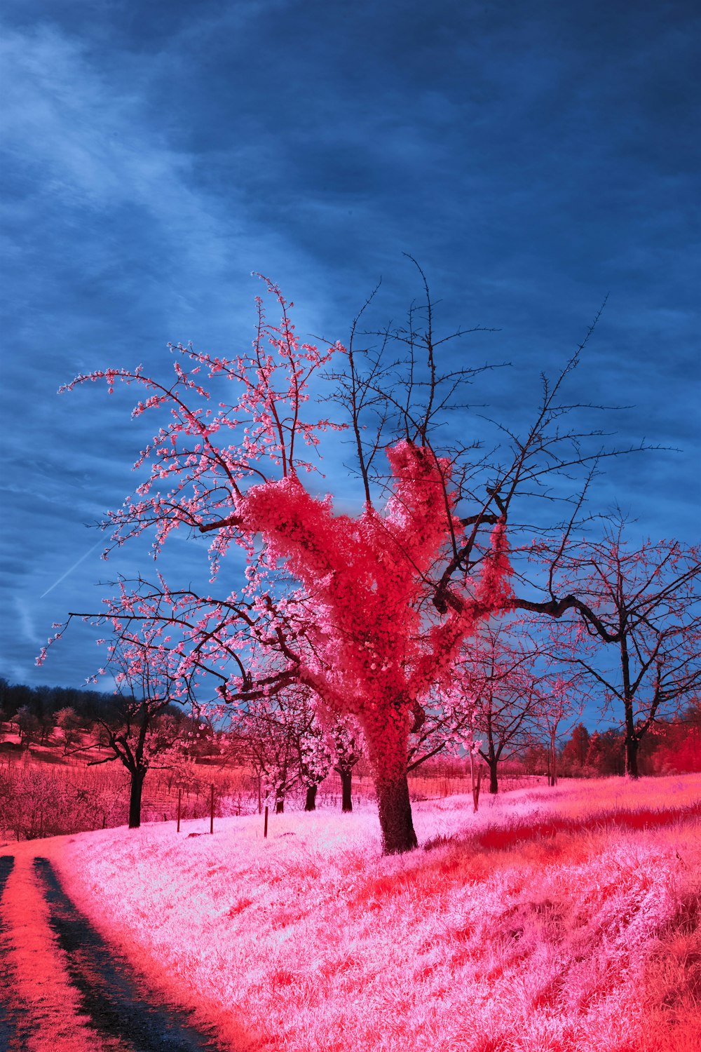 a tree in the middle of a grassy field