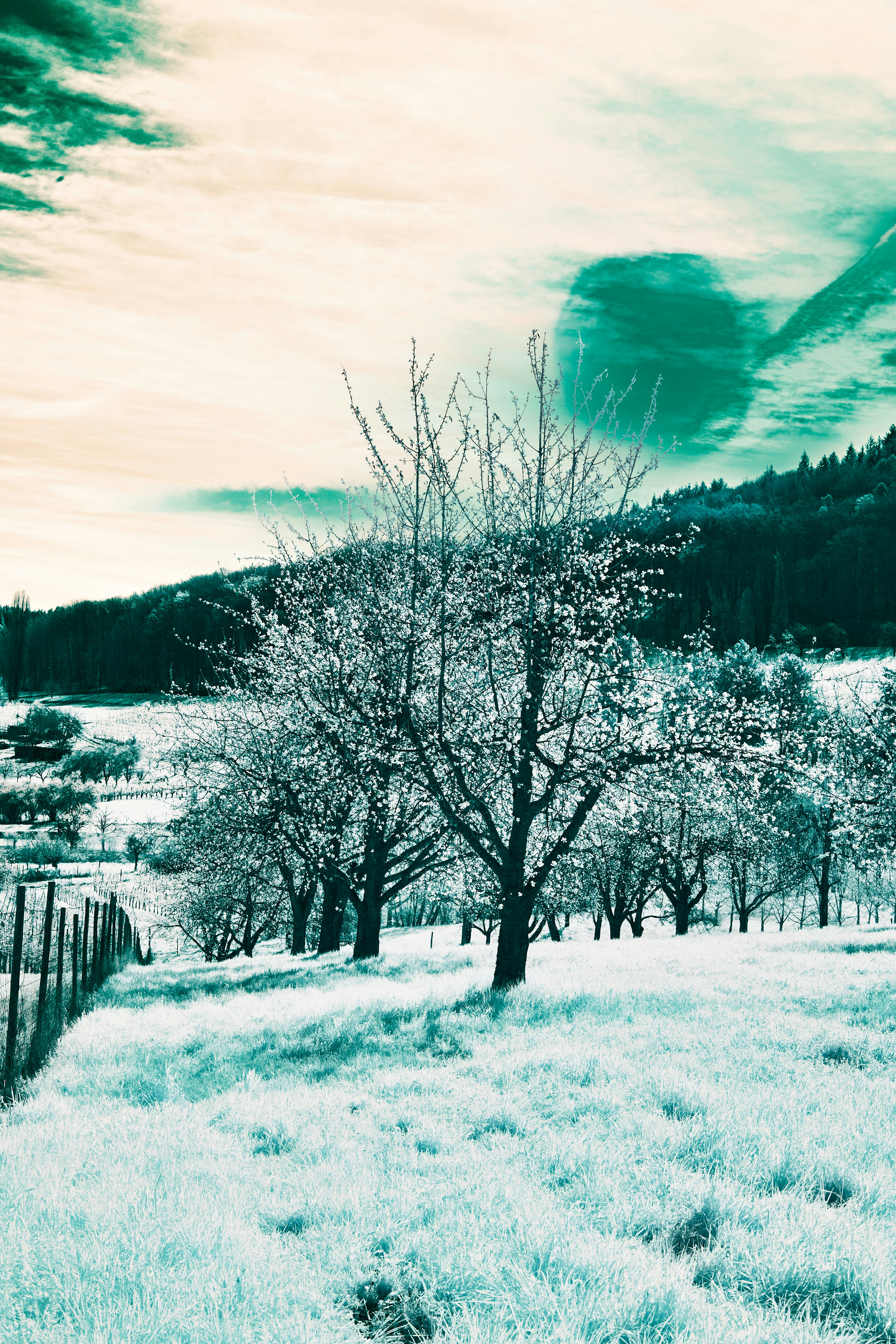 Photo by wolfgang_hasselmann