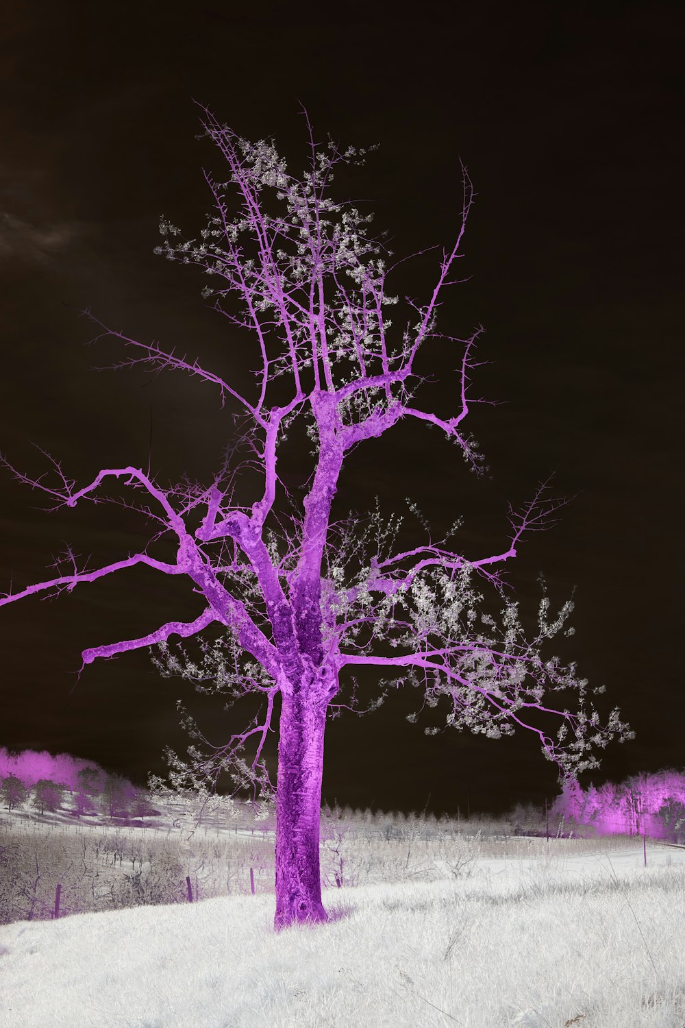 a purple tree in the middle of a snowy field