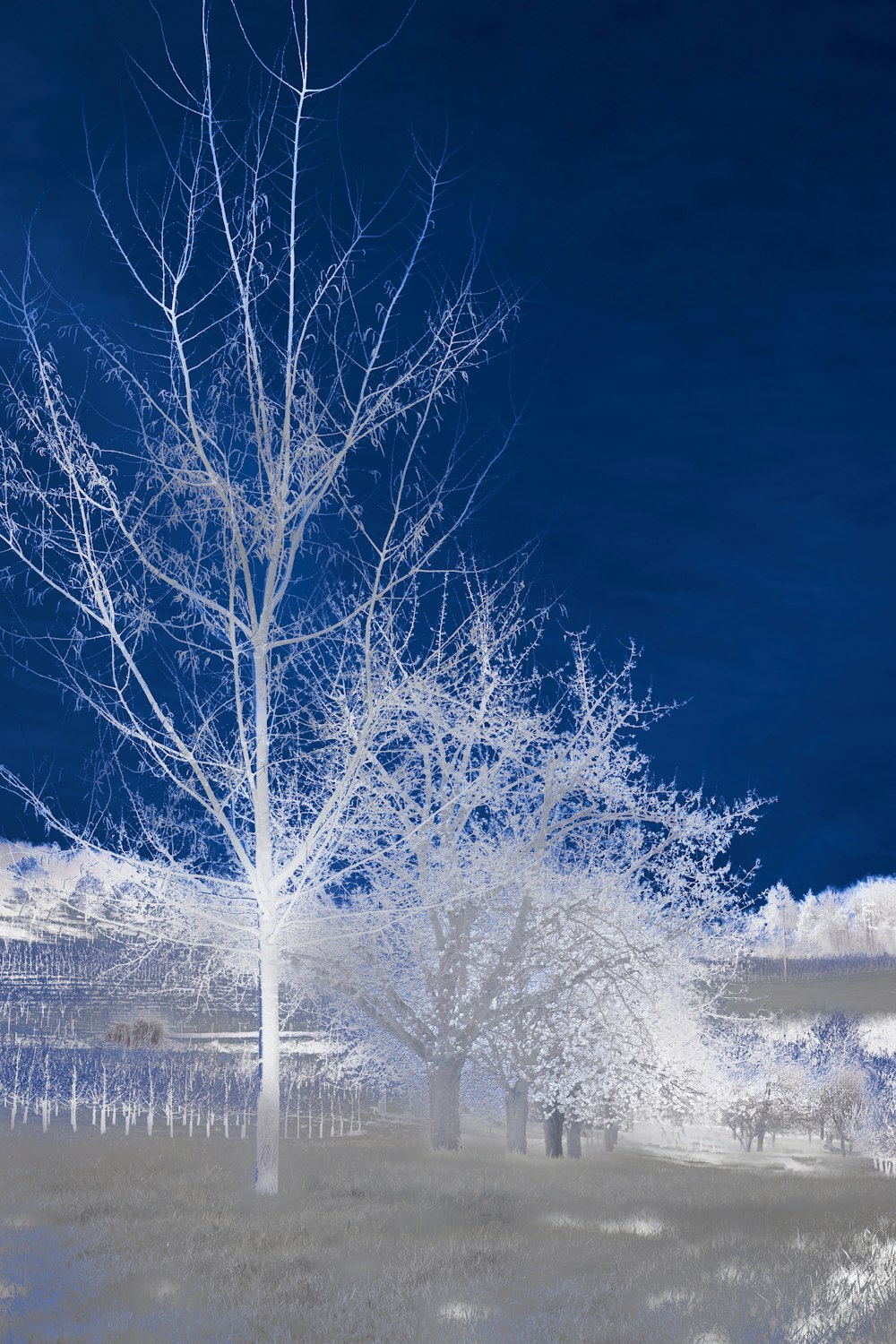 a white tree in the middle of a field