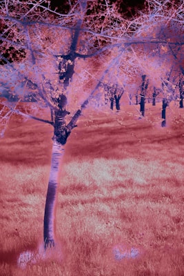 A dreamlike scene featuring trees with branches extending in various directions, set against a field of grass. The surreal coloration includes shades of pink, purple, and hints of orange, creating a visually striking and otherworldly appearance.